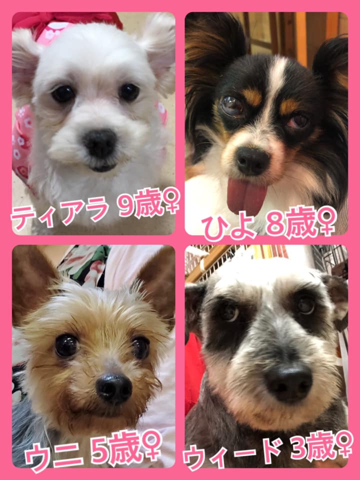 🐾今日の里親様募集中ワンコ🐶メンバーです🐾2020,7,12